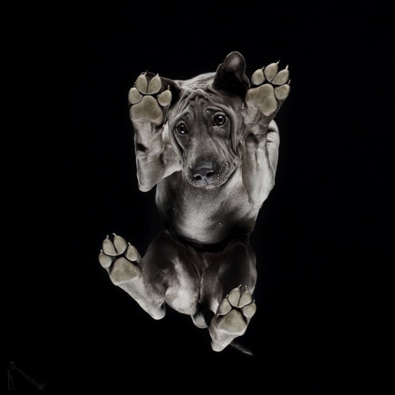 Photos of Dogs from Directly Below