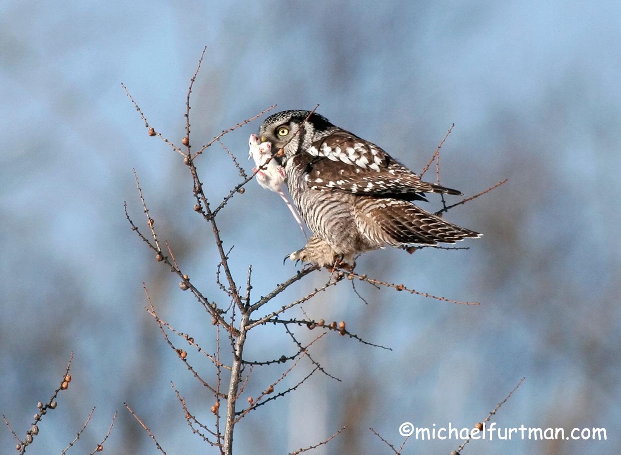  foul practice wild owl baiting wildlife photographers 