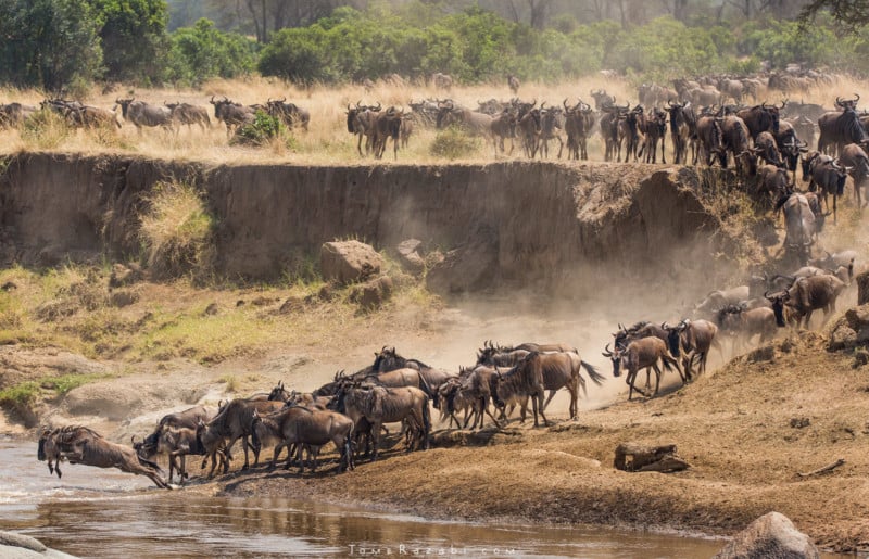  photographing great migration tanzania 