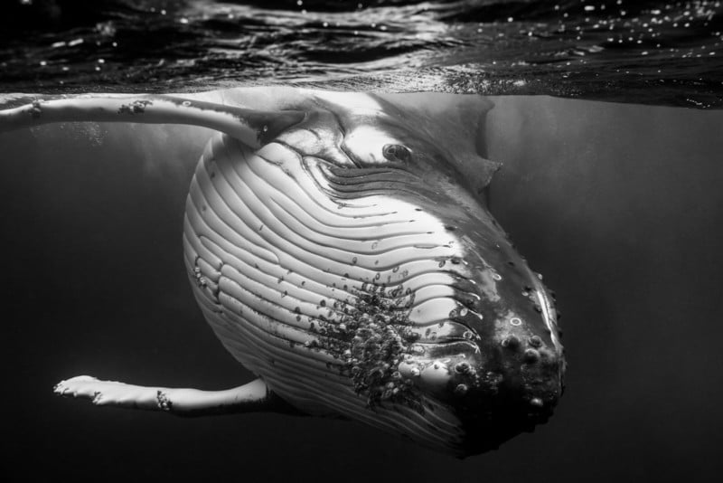 Giants: B&W Portraits That Capture the Beauty of Humpback Whales