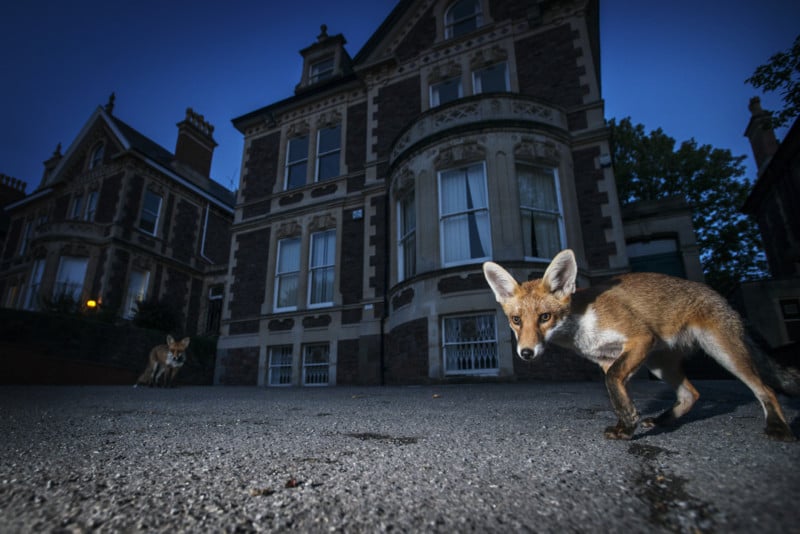The Photographer Who Shoots Wildlife in European Cities