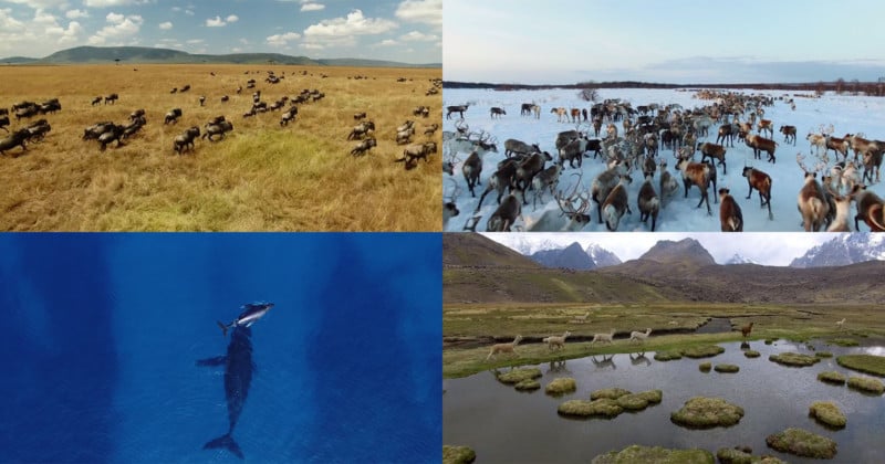 Wild Planet: Drone Shots of Wildlife Found Across the World