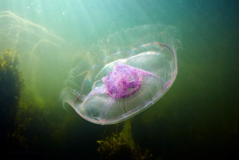  photographer finds unusual creatures depths oceans 