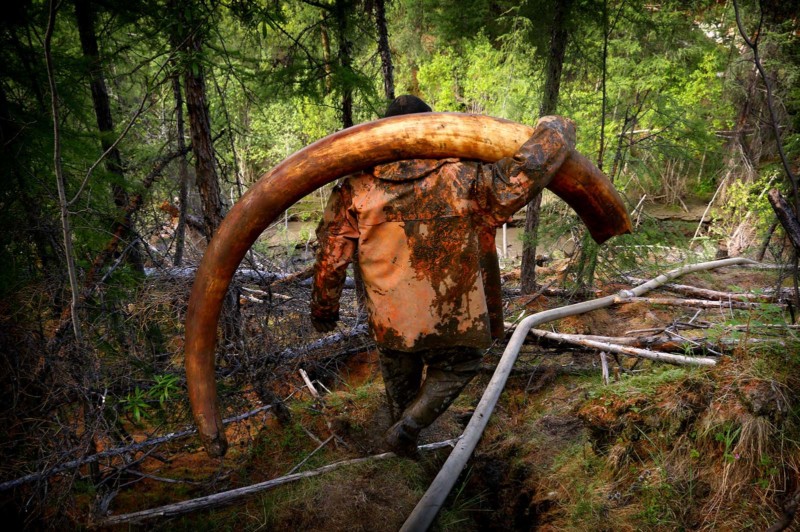  photographing mammoth ivory tusk hunt siberia 