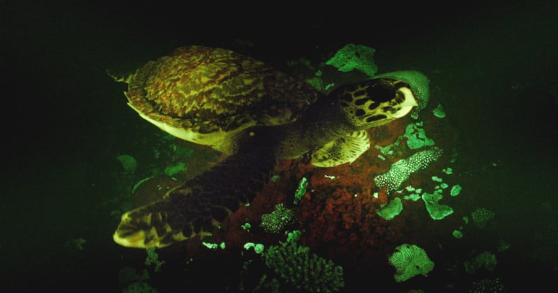 Using Canons ISO 4,560,000 Camera to Shoot Glowing Turtles