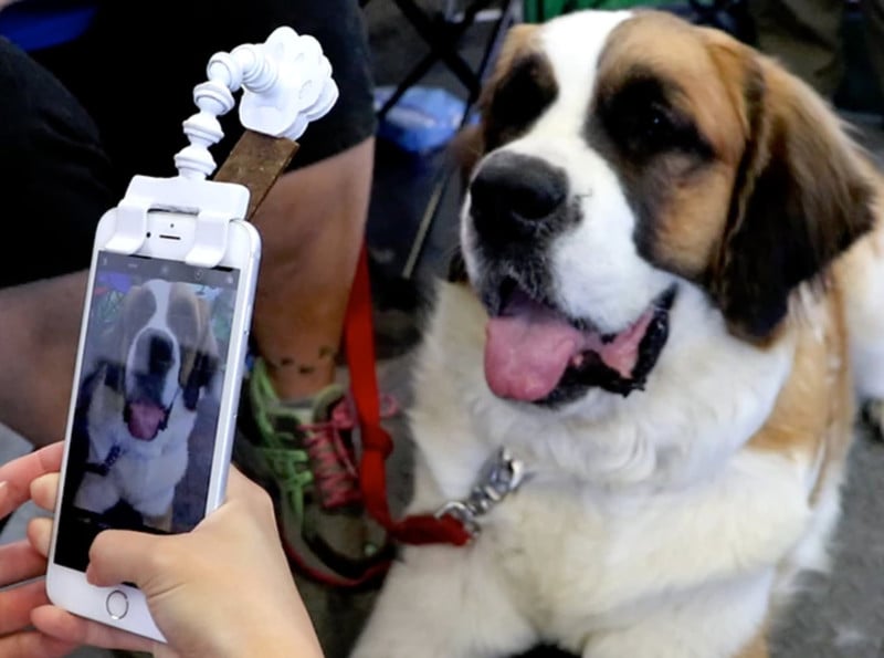 dog camera shoots treats