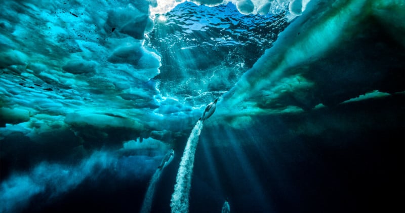Polar Photographer Paul Nicklen on the Impacts of Climate Change