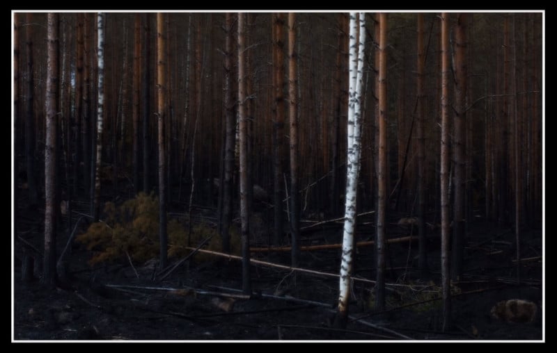 24 Hours in the Forest for Only 1 Photo: A Lesson in Patience
