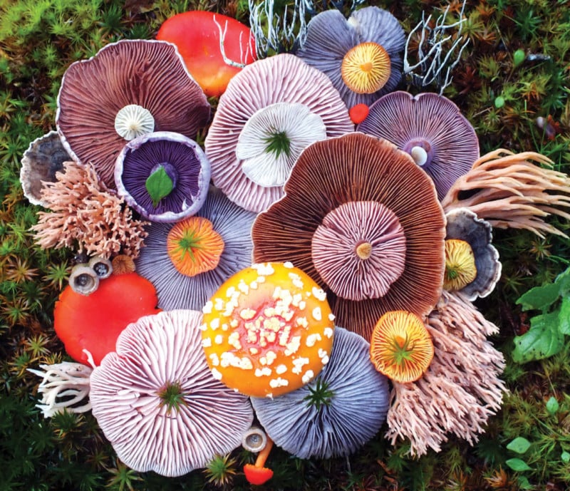  photographer turns island mushrooms into colorful arrangements 