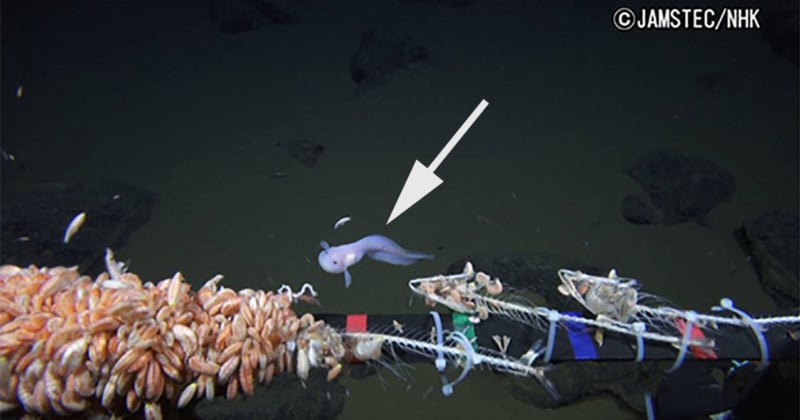 Deepest Fish Ever Caught on Camera Spotted 5 Miles Under the Sea
