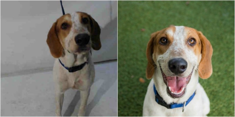  before after why animal shelters need good 