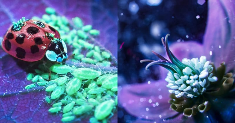  using ultraviolet light make nature fluoresce photos 