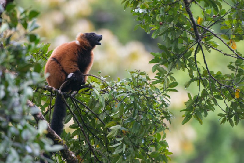  secrets photographing rainforest wildlife 