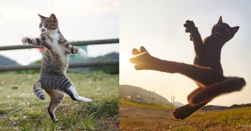  photos cats doing martial arts 