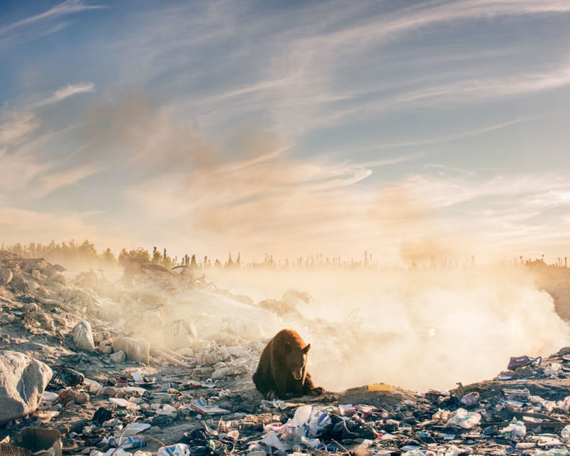 This Photo of a Bear in a Dump Brought the Photographer to Tears