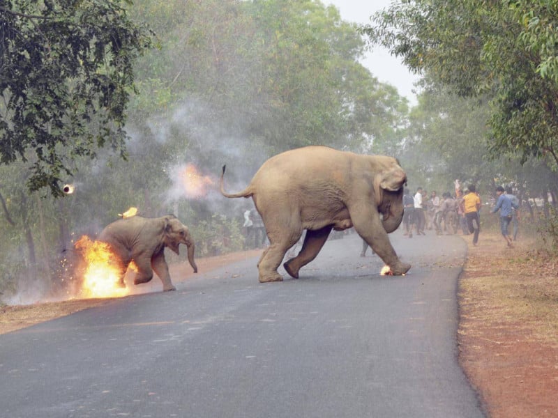 Photo of Baby Elephant on Fire Wins Wildlife Photo Contest