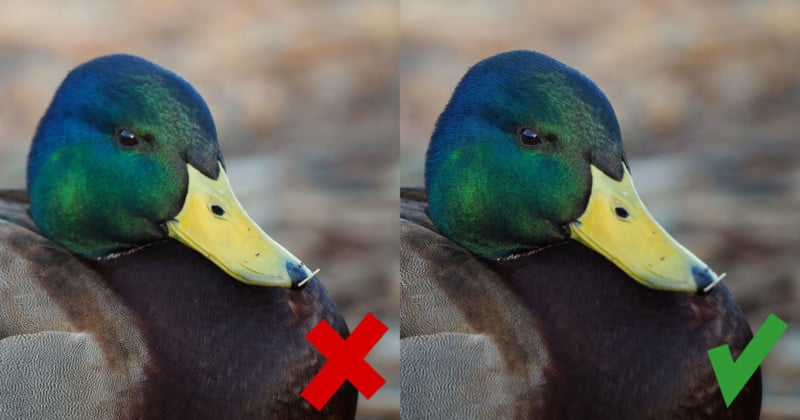 5 Rules for Better Bird Photos, or: Its All About the Eyes
