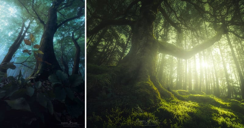  how shoot epic wide-angle photos trees 