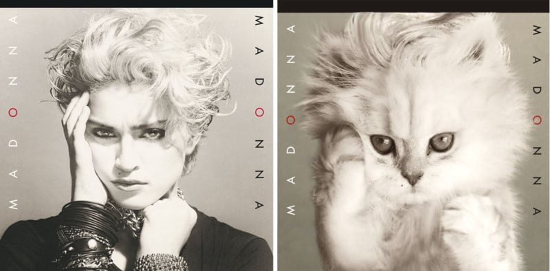 Famous Album Covers Recreated as Cat Photos