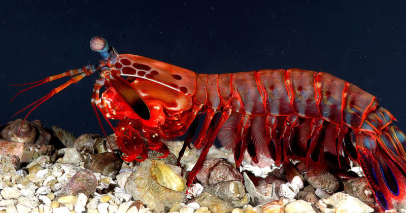 A Mantis Shrimp-Inspired Camera That Sees Polarized Light