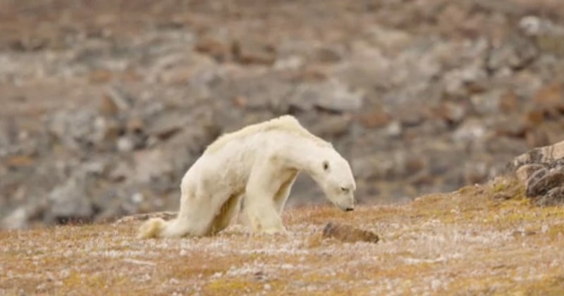 This Starving Polar Bear Broke a Photographers Heart