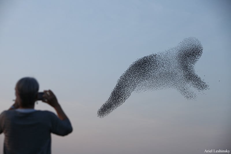  photographer sees things bird swarms 