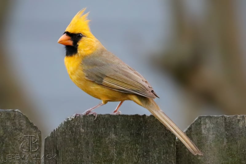 Photographer Spots One in a Million Yellow Cardinal