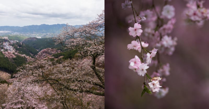 Where to Shoot Cherry Blossoms in Japan: A Practical Photo Guide