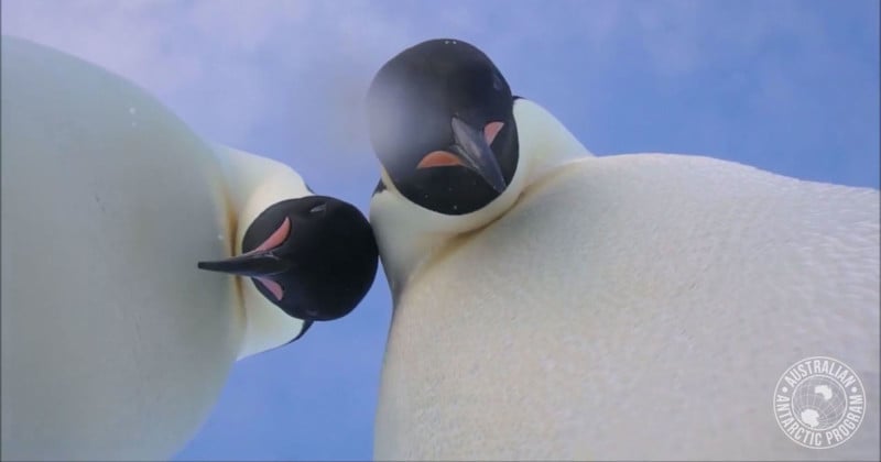 Emperor Penguins Find Camera, Pose for Selfies