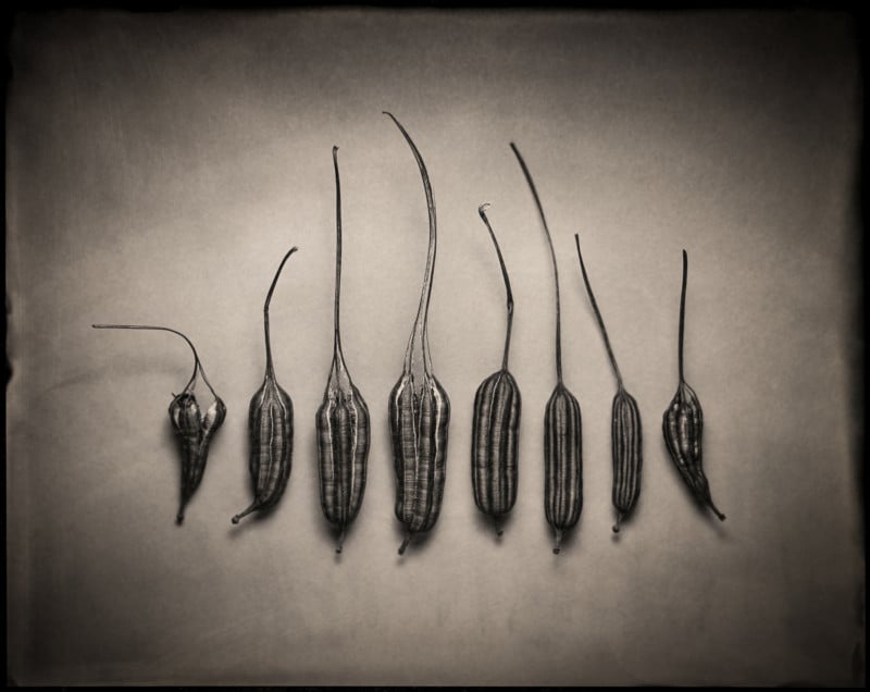 The Winning Photos of the First Annual Wet Plate Competition