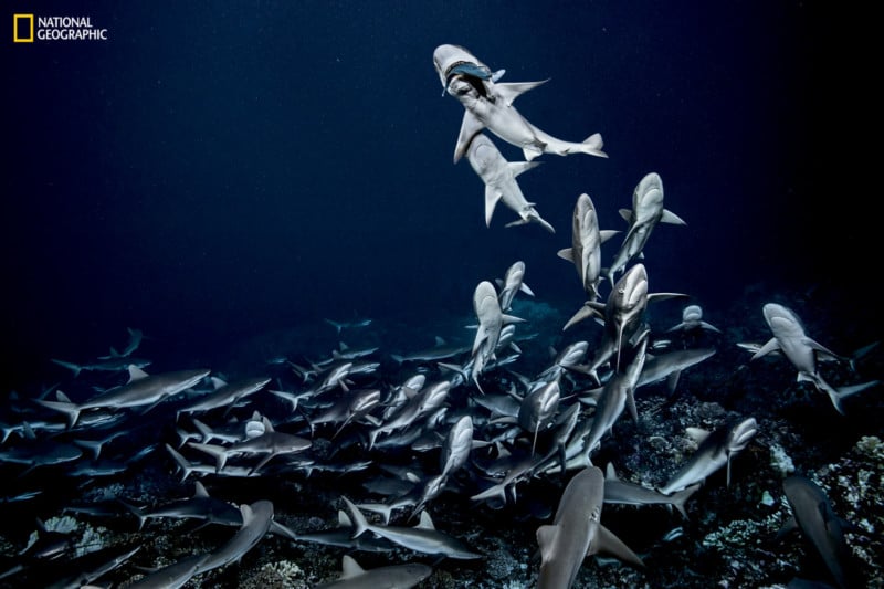 Rare Photos of a Shark Feeding Frenzy