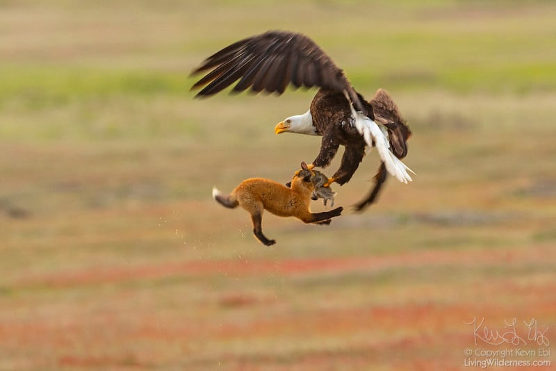 Photographer Captures Eagle and Fox Fighting Over Rabbit in Midair