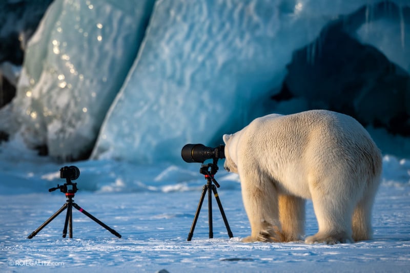 This Polar Bear Wants to be a Wildlife Photographer