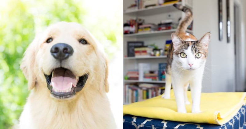  tips photographing your dog cat like pro 