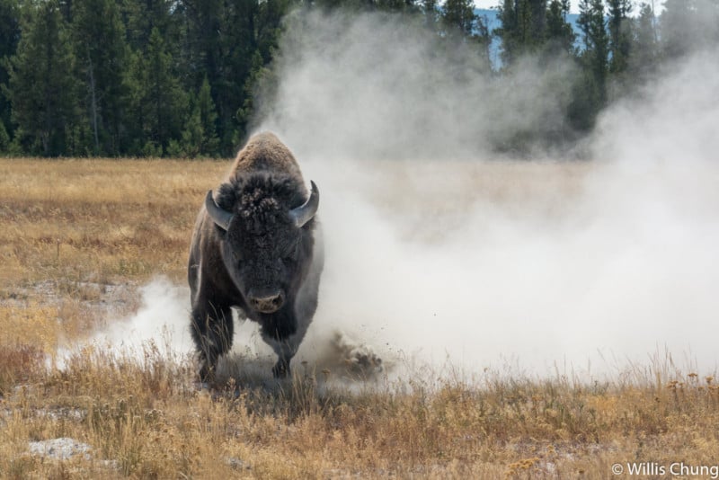  photographer got charged bison yellowstone 