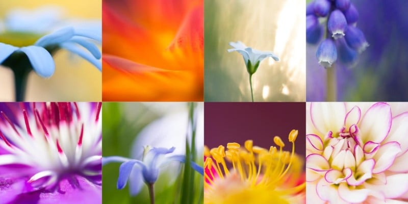 6 Reasons Why You Should Be a Macro Photographer
