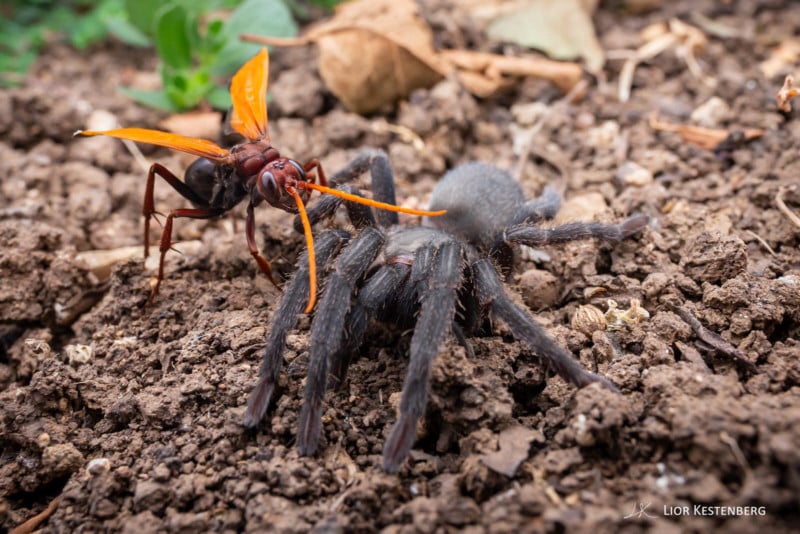  how captured wasp paralyzing tarantula 