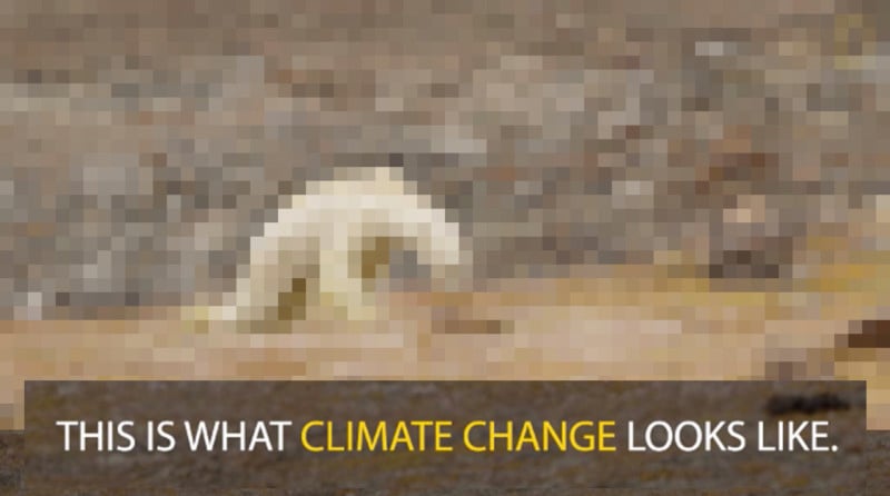 Nat Geo: We Went Too Far in Linking Starving Polar Bear to Climate Change