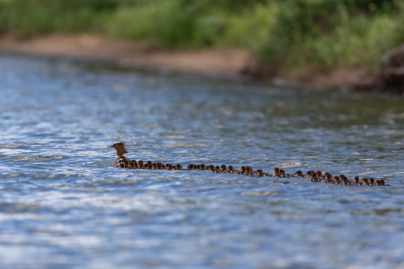 Photographer Spots Mother Duck with Giant Brood of 76 Ducklings