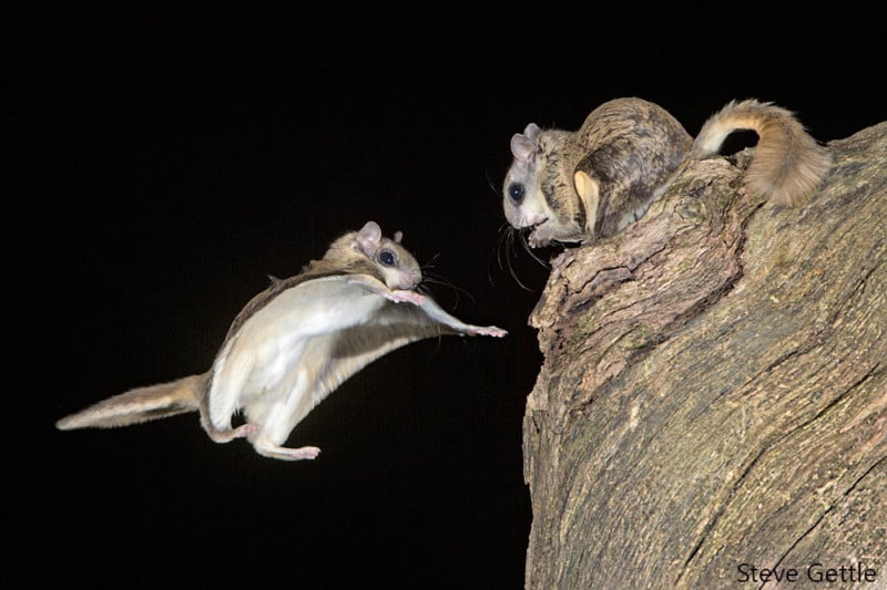  photographing flying squirrels high speed flash 
