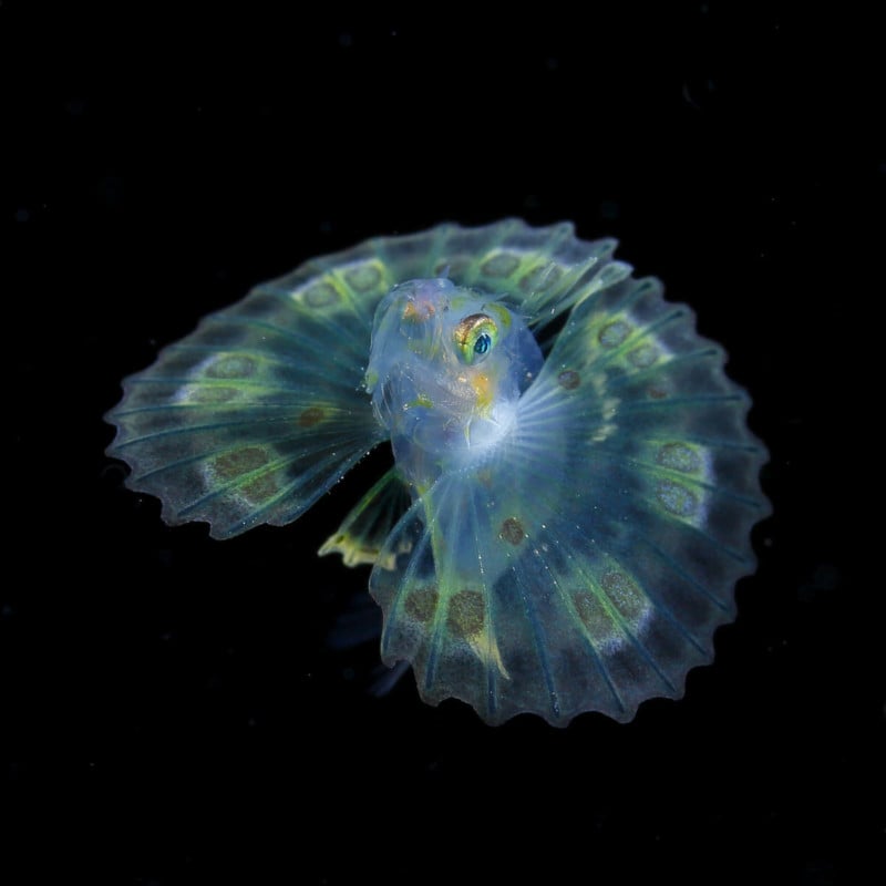 Photos of Tiny Underwater Creatures Glowing Like Jewels of the Sea