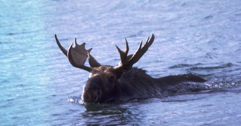  moose drowns after people crowd take pictures 