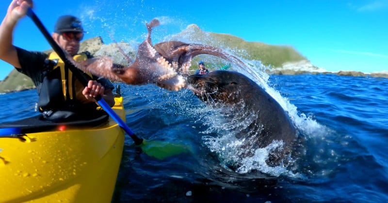  seal slaps kayaker face octopus 