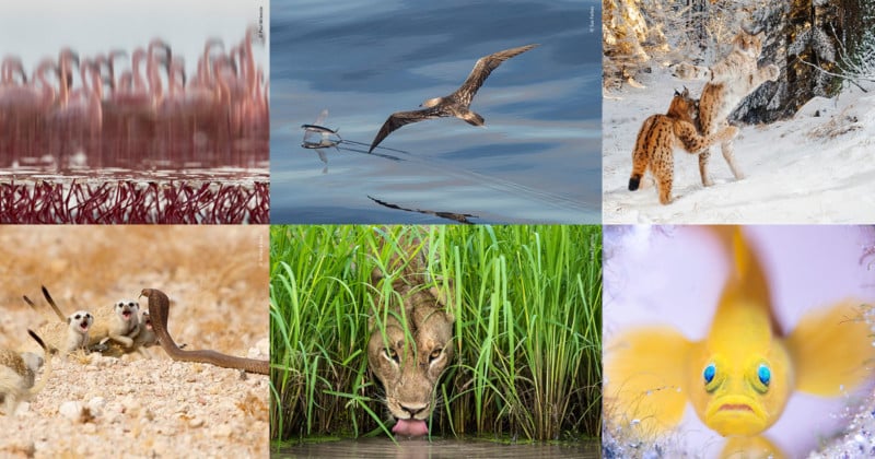 14 of the Best Photos from Wildlife Photographer of the Year 2018