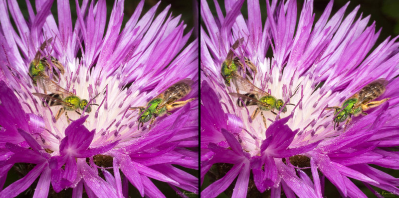Taking Macro Photography into 3D