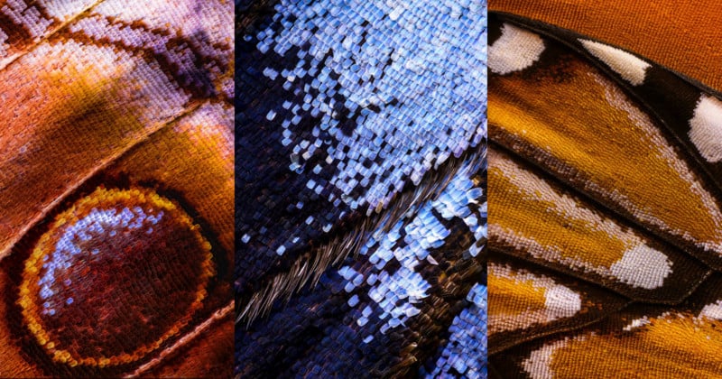 Macro Photos of Butterfly Wings Made by Combining 2,100 Separate Shots