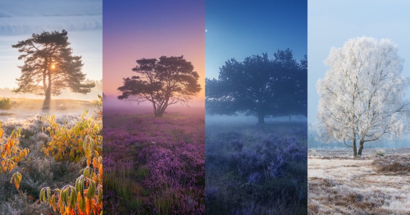 Photos of Dutch Heather Landscapes Through the Seasons