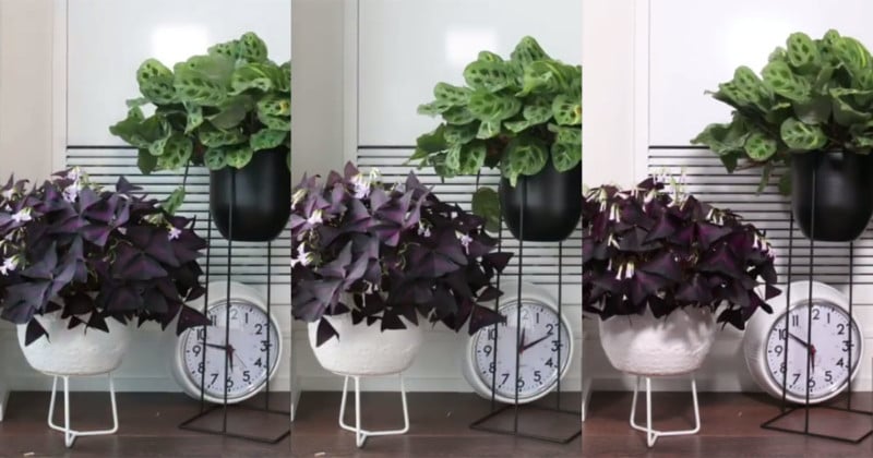 Timelapse Captures How House Plants Move in the Day and Sleep at Night