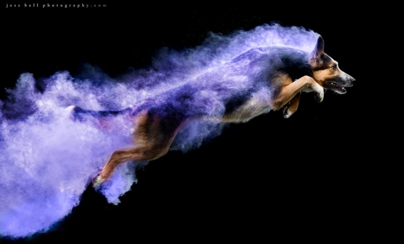 Photos of Dogs Jumping with Colorful Powder Trails