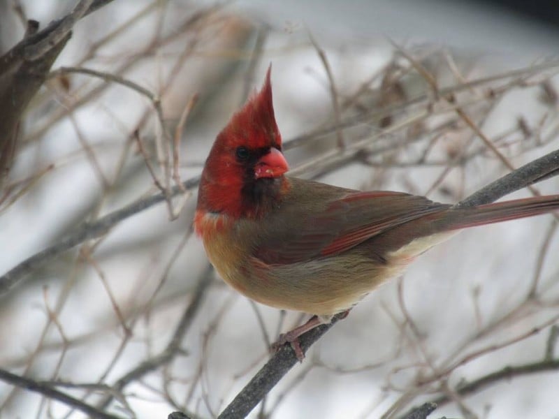  these photos show rare half-male half-female cardinal 